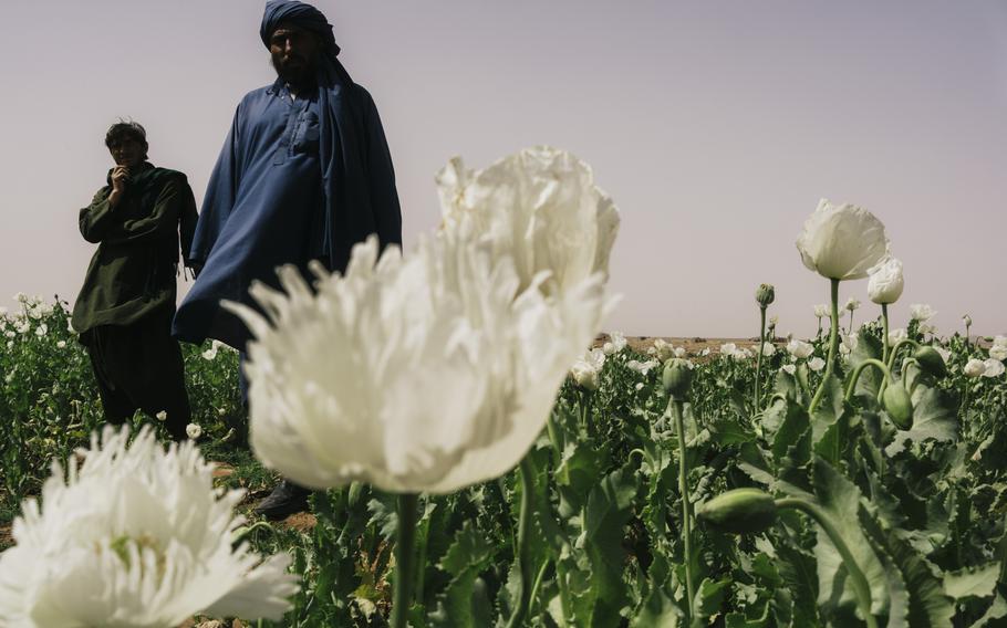 Farmers stand on their opium field in Farah province, Afghanistan, on March 18.