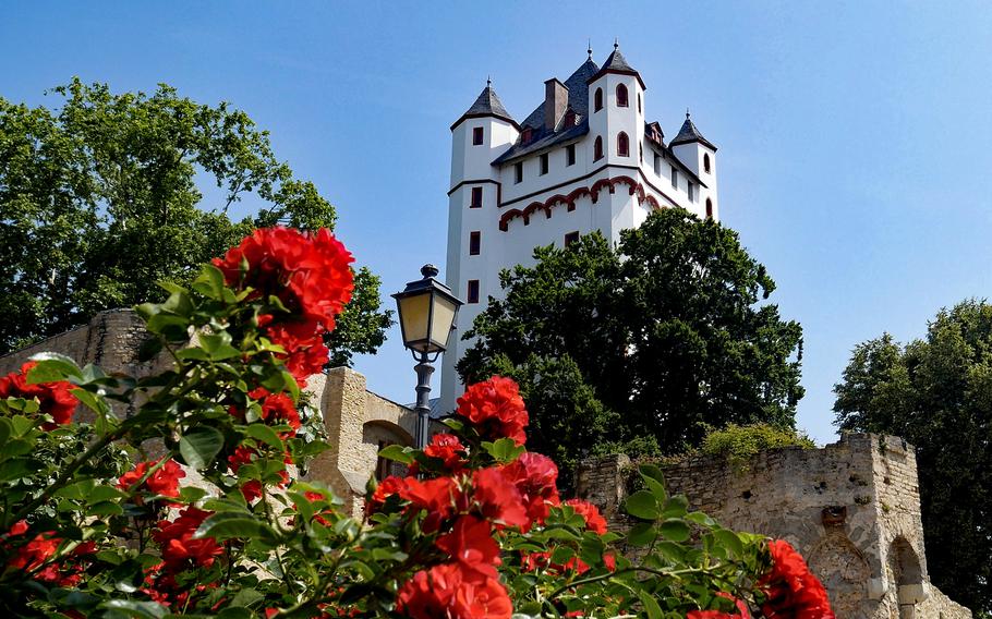Roses grow in front of Eltville Castle.