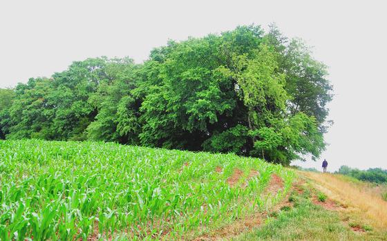 Corn grows in rows where Union soldiers spent the winter of 1863-64 in central Virginia.