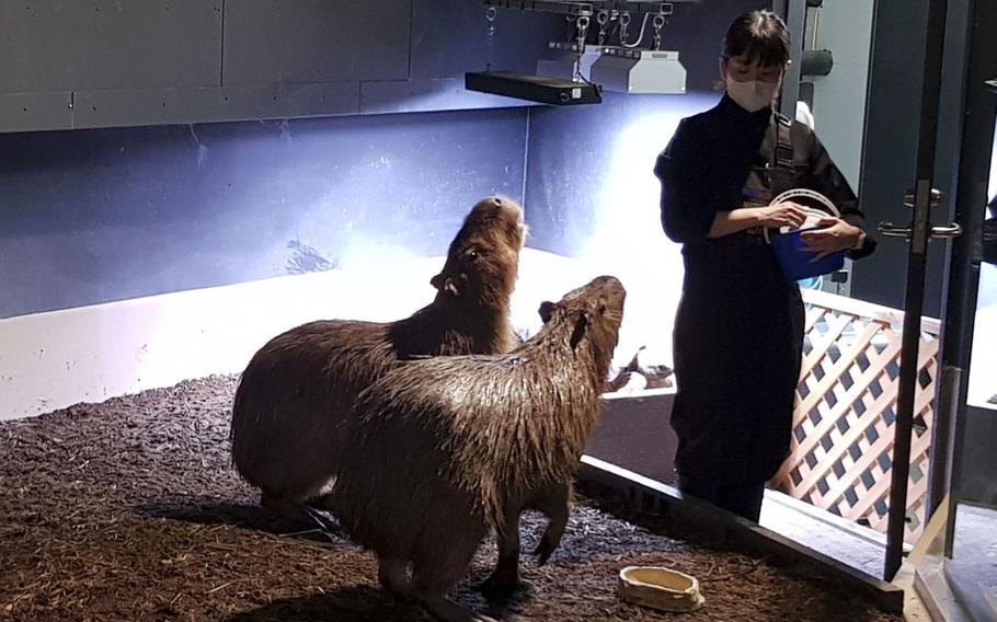 Capybaras eat their lunch at Maxell Aqua Park near Shinagawa Station in Tokyo. 