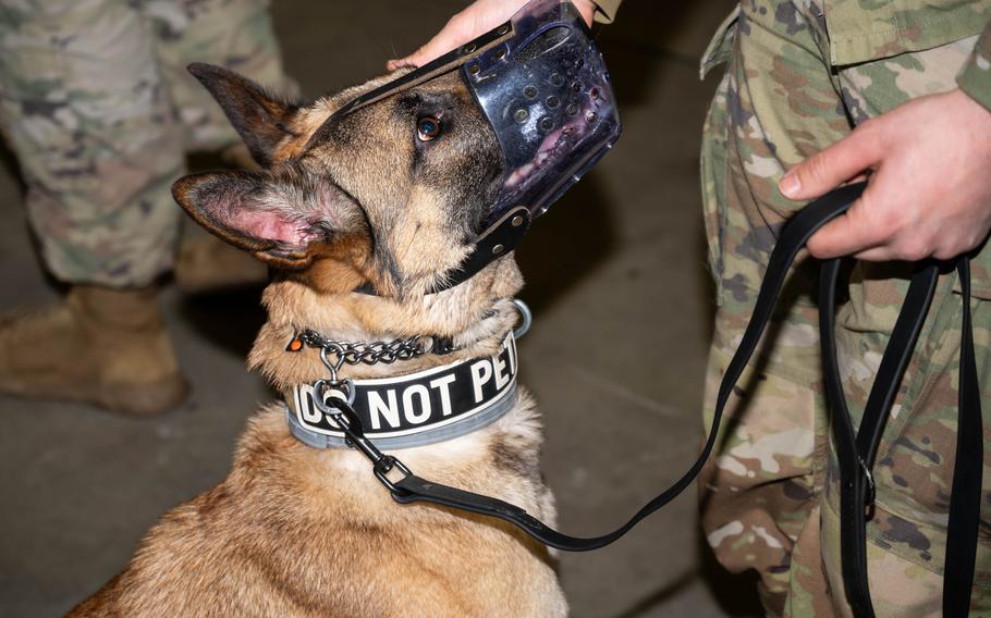 A dog wearing a muzzle and a “do not pet” collar is petted by an airman.