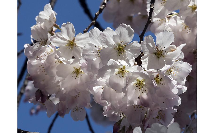 Cherry blossoms at the Tidal Basin in Washington, D.C., on 
March 23, 2023.