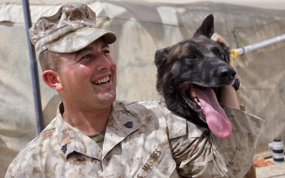 Marine Sgt. Charles D. Hardesty bonds with his dog, Robbie, also known as “bear dog”, at Camp Leatherneck, Afghanistan. According to reports on Friday, March 17, 2023, Congressman Vicente Gonzalez, D-Texas, has introduced the Sgt. Fieldy Act to ensure that military working dogs are able to be buried in Veteran cemeteries alongside our service members.