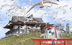 Black-tailed gulls fly around Kabushima island in Aomori Prefecture, Japan, on April 2. MUST CREDIT: Japan News-Yomiuri