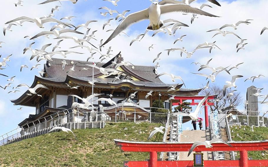 Black-tailed gulls fly around Kabushima island in Aomori Prefecture, Japan, on April 2. 