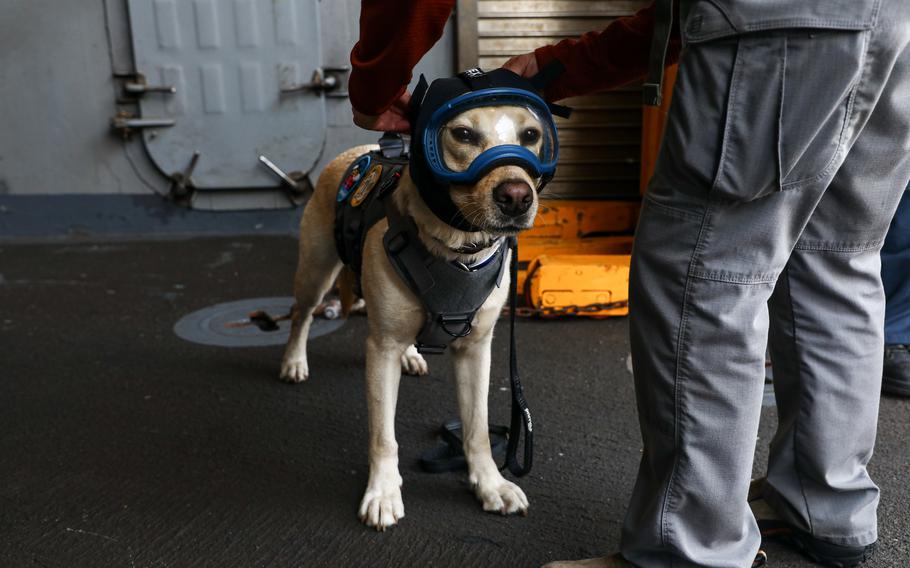 Ike is one of four dogs, guided by handlers, that visit sailors on some warships to help give them a positive mental health boost. 