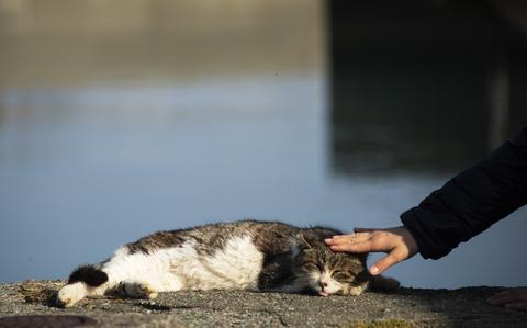 Felines rule on Ehime's Cat Island - The Japan Times