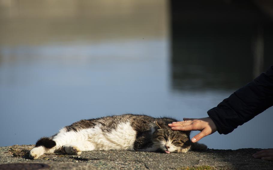 It's a cat's life on Aoshima, off the coast of Shikoku, one of Japan's four main islands.