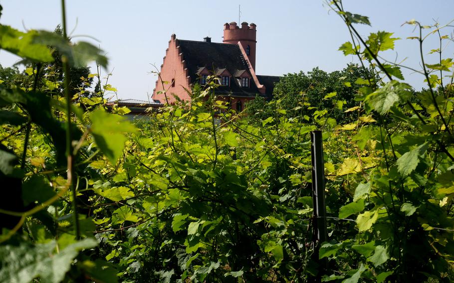 A vineyard with an old castle behind it.