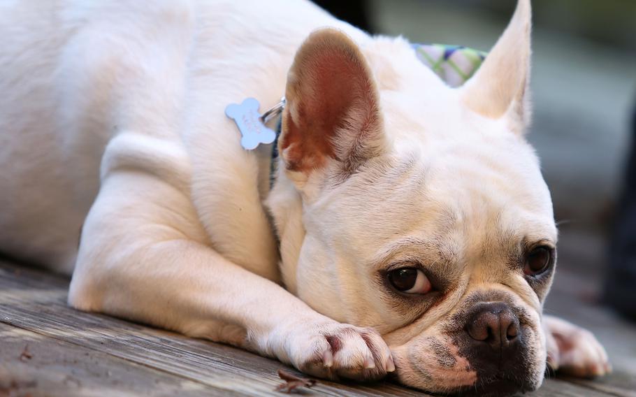 Nipsey, a French Bulldog.