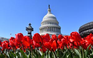 The U.S. Capitol. Red tulips line the foreground against a blue sky.