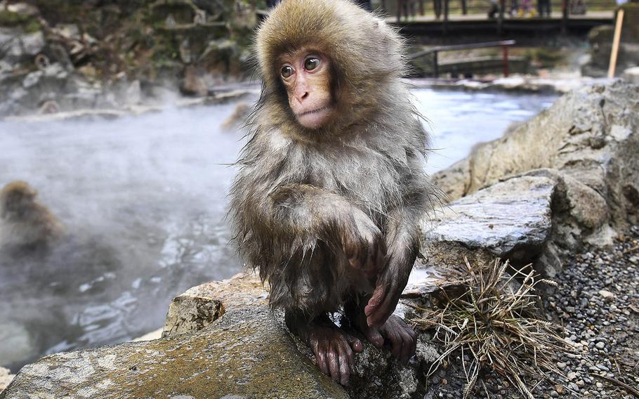 A young macaque at Jigokudani Monkey Park in Yamanouchi, Japan.