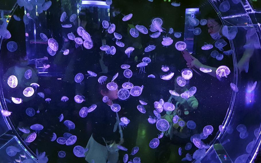 Jellyfish Ramble at Maxell Aqua Park in Tokyo has tanks of all sizes illuminated by an array of colored lights, making it a fantastic walk-through experience and photo opportunity. 