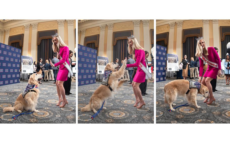 Miss America Madison Marsh first solicits, then gets, then reacts to a high-five from therapy dog Smith at a USO presentation at the House Cannon office building in Washington, D.C., on Tuesday, Feb. 6, 2024.