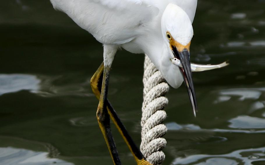 An egret catches lunch off the coast of Chincoteague Island. 