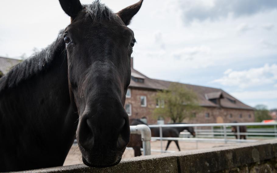 A horse strikes a pose at Zweibruecken State Stud in southwest Germany, April 15, 2023.