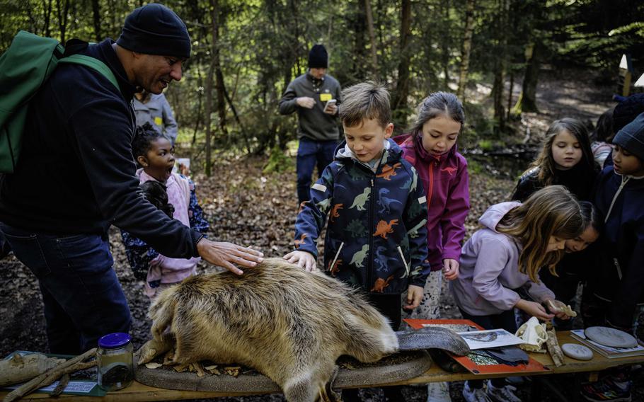 Ramon Batista, a second grade teacher, and students examine a beaver skin during an educational stop on the nature trail at Ramstein Air Base, April 23, 2024. This station highlights the diverse wildlife that can thrive on the busy military installation.