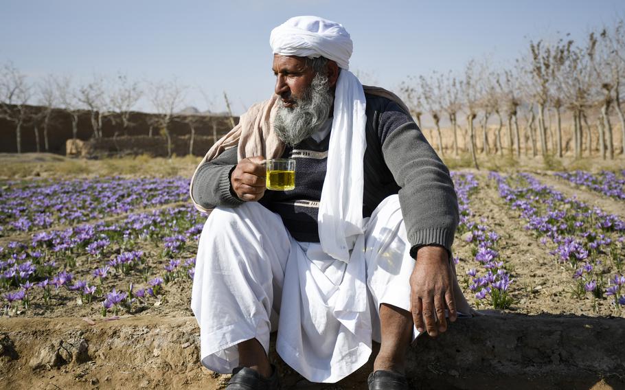 An Afghan crocus farmer sips saffron tea while surrounded by a field of purple crocuses  in his village in a rural district of Herat province in Afghanistan.