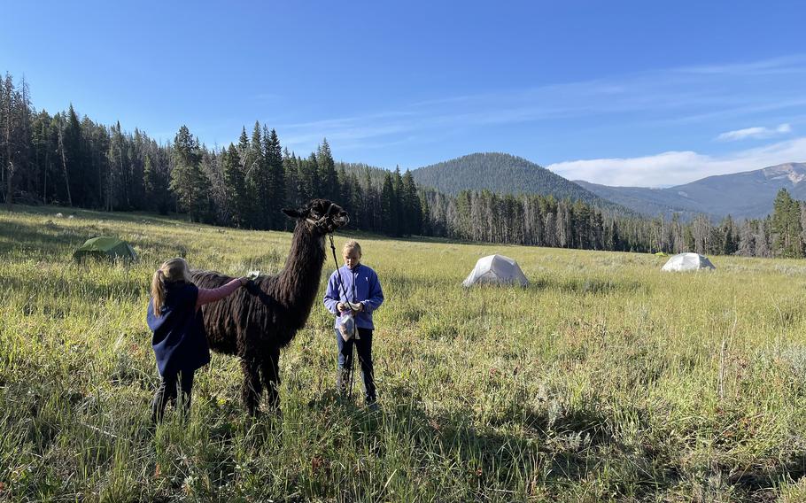 Brushing the llamas is an important and soothing ritual. 