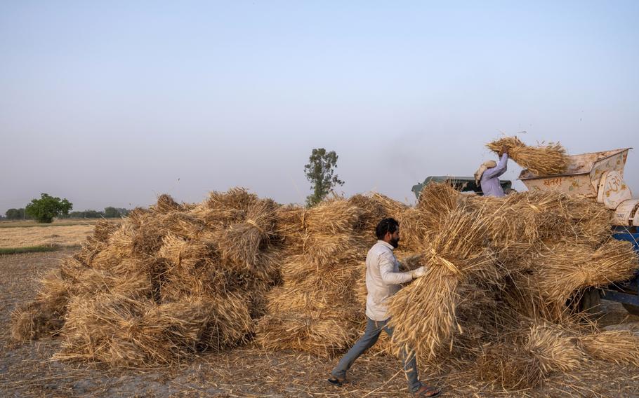Farmhands operate a thresher while harvesting a wheat field in the Panipat district of Haryana, India, on April 11, 2021. 