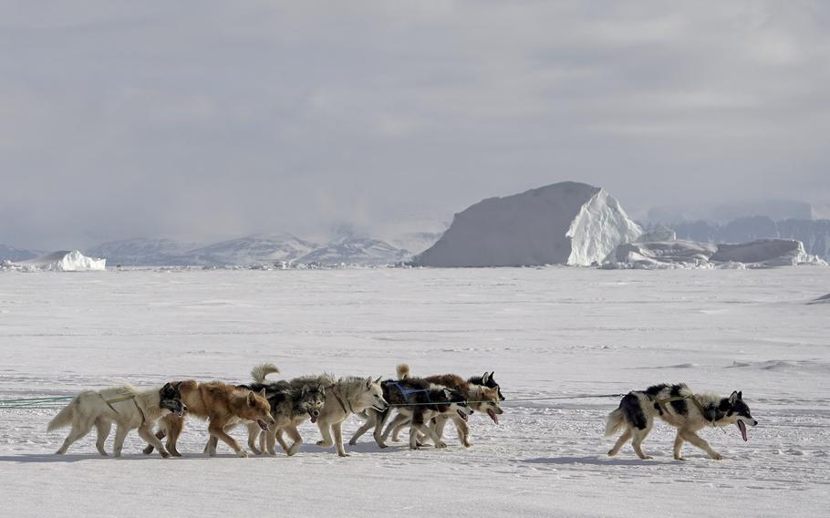 Greenland dogs at work. The dogs are essential to hunting and the country protects their purity. In Qaanaaq and other villages north of the Arctic Circle, no other kind of dog is permitted. 
