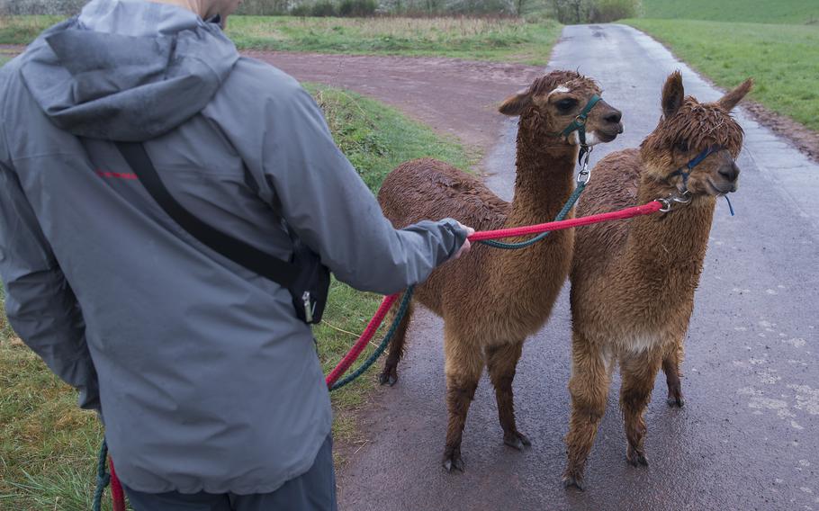 A man holds two alpacas on leashes.