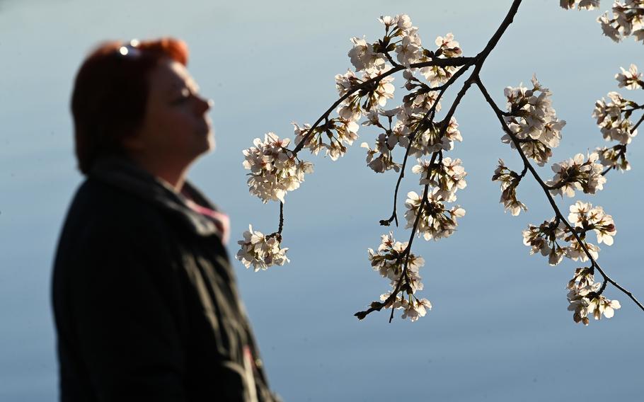 A pedestrian walks by blooming cherry blossoms along the Tidal Basin on Monday in Washington. 