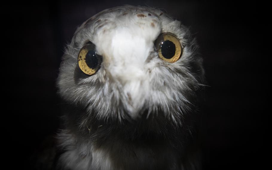 A stuffed owl that Mark Twain writes about in “A Tramp Abroad” is on display at the Langbein Museum in Hirschhorn, Germany, July 8, 2023. 