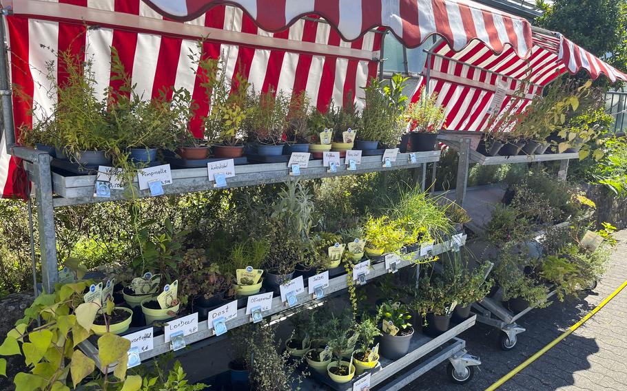 An outdoor plant market stall with red and white striped awnings overhead. Multiple tiers of shelving display various potted herbs and plants with price tags.