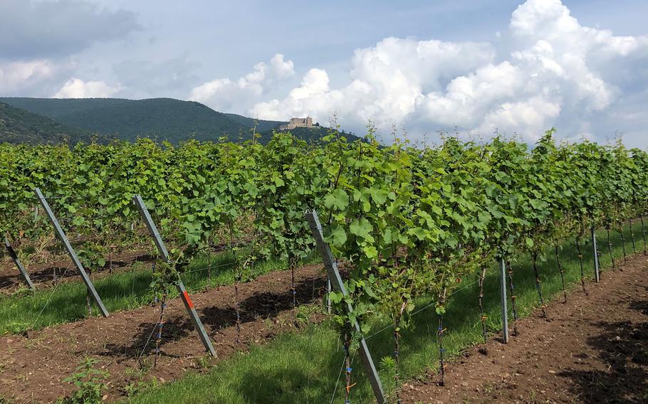 Riding among the grapevines, Hambach Castle can be seen in the distance. The castle is a major attraction in Neustadt an der Weinstrasse and is regarded as the birthplace of German democracy. 