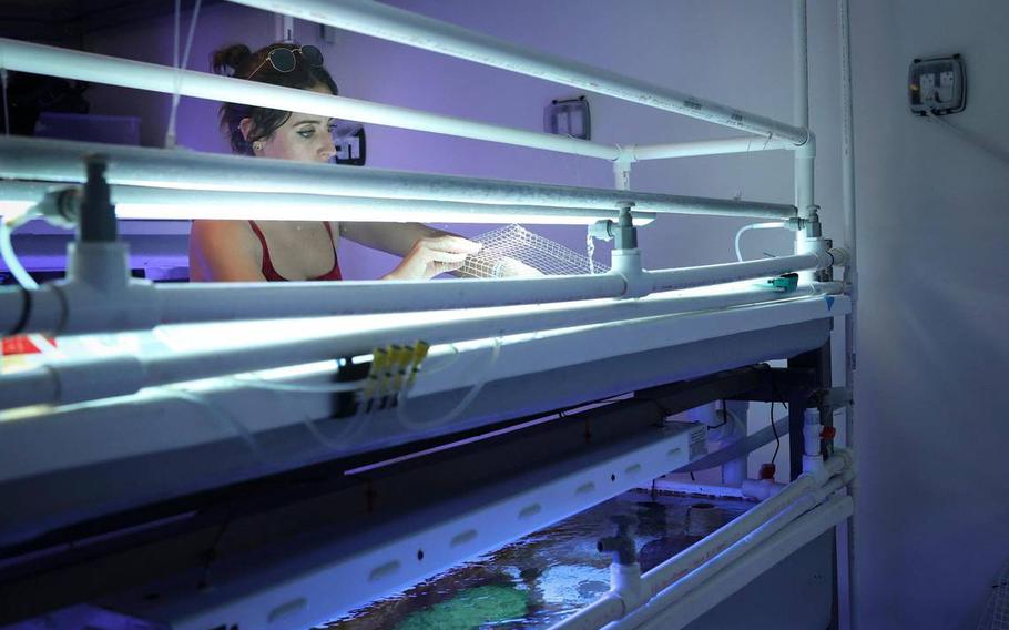 Catherine Lachnit, a Univeristy of Miami marine biology masters student, tends to her flock of sea urchins in a wet lab at the UM Rosenstiel School of Marine, Atmospheric, and Earth Science complex at Virginia Key on Thursday, Dec. 15, 2022.