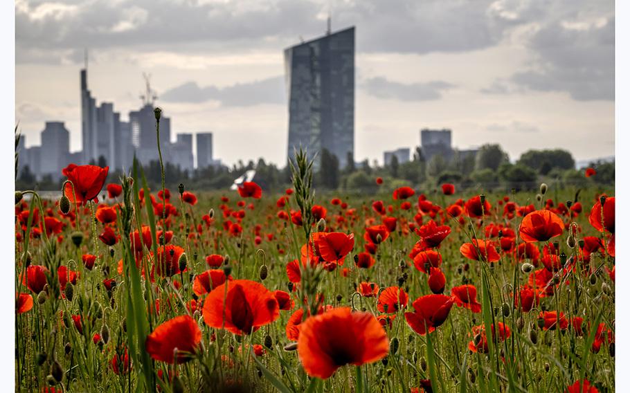 Poppy flowers are in full blossom on a meadow near the European Central Bank, background right, in Frankfurt, Germany, Wednesday, May 24, 2023. 