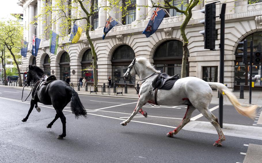 Two horses on the loose bolt through the streets of London near Aldwych, on Wednesday April 24, 2024. 