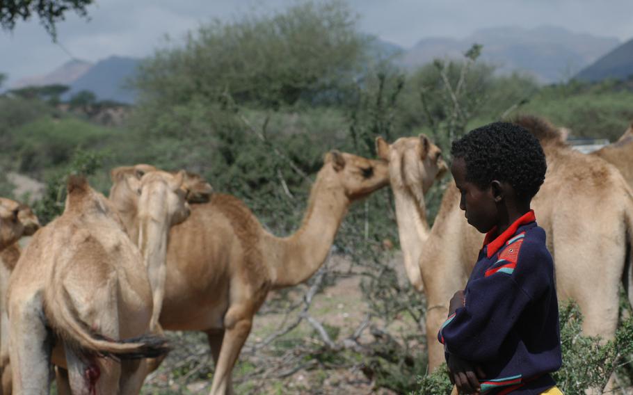 A young boy watches over his camels as reservists with the 412th Civil Affairs Battalion treat goats and camels during a civil action program in a remote valley near Tadjourah in Djibouti, Africa. 