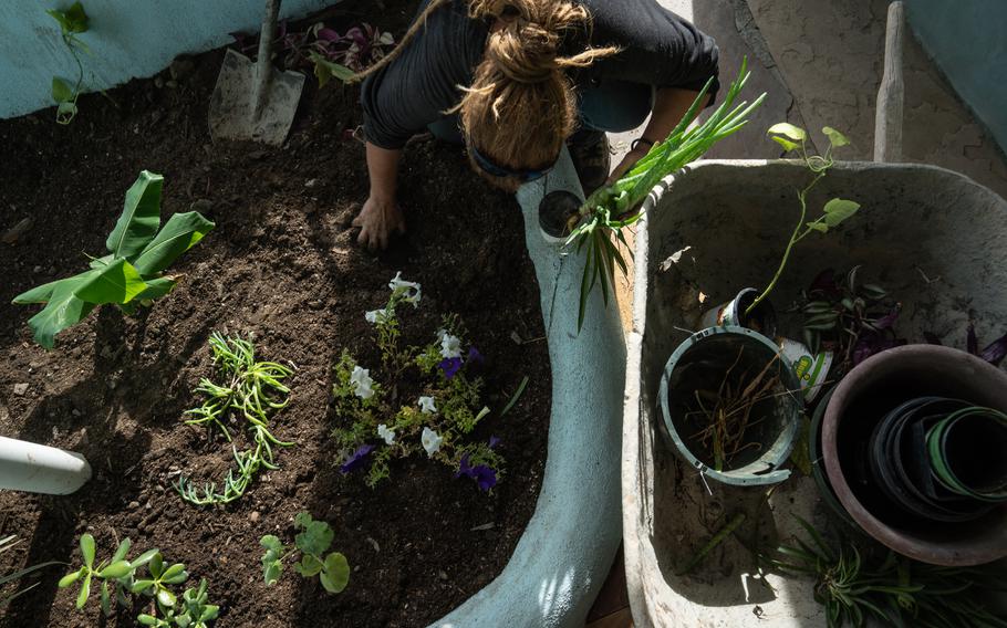 A resident tends plants inside an Earthship in Taos, N.M, on December 8, 2021. 
