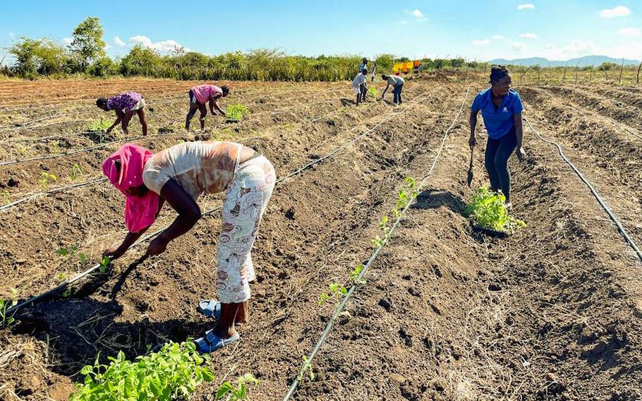Haitians plant pepper in a field in Limonade, Haiti. Geoffrey Handal and Maxwell Marcelin have teamed up with a local landowner to show that if given the resources and expertise, farmers in Haiti can dig themselves out of poverty. 