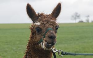 A furry alpaca enjoys a mouthful of fresh grass.