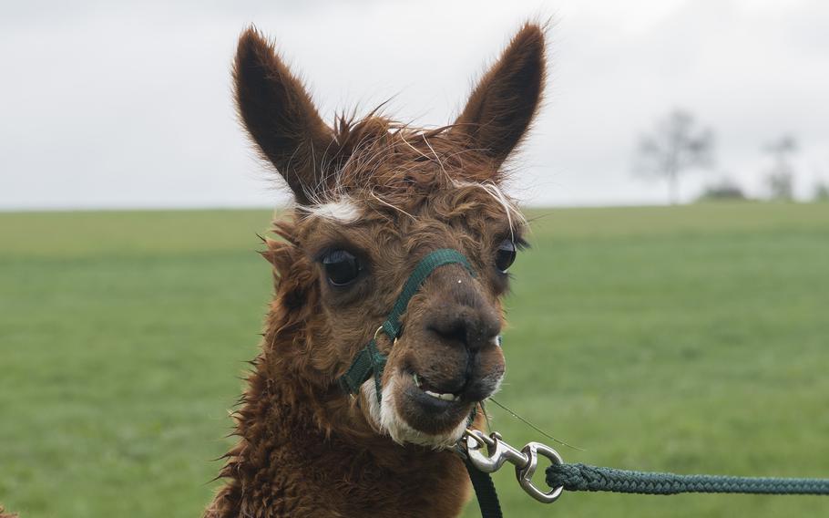 A furry alpaca enjoys a mouthful of fresh grass.