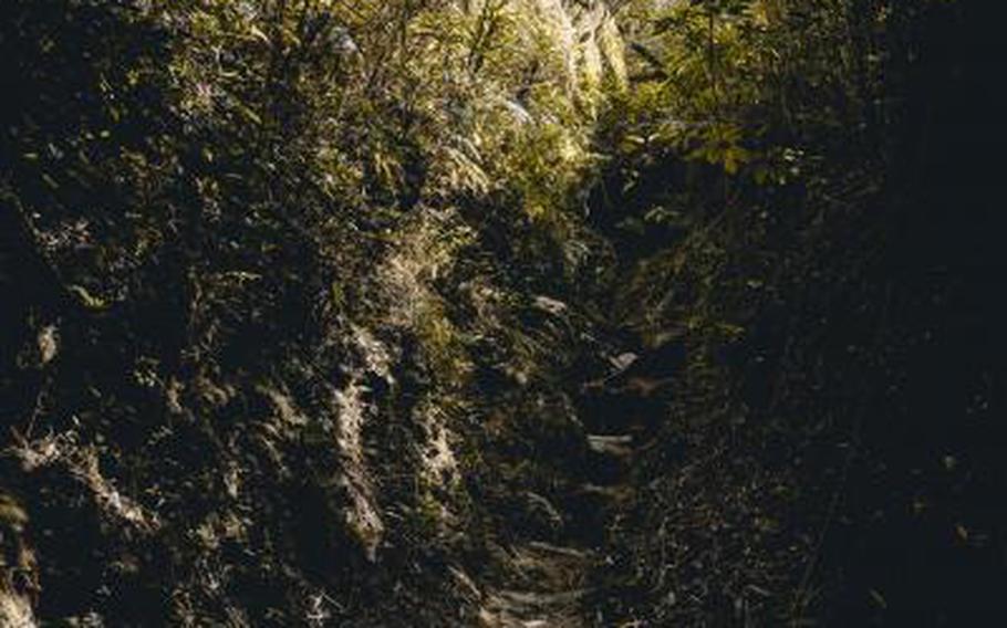 A narrow path surrounded by high trees in the shade in Nago-dake.
