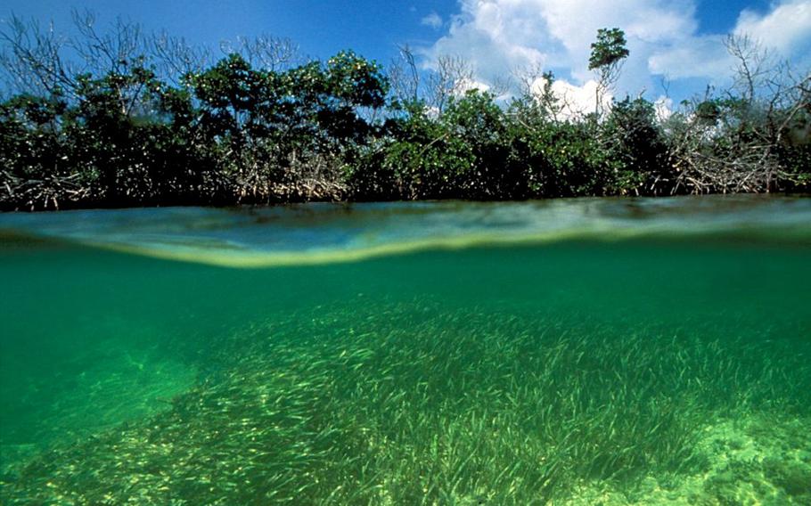 The U.S. Army Corps of Engineers plans to spend $1.1 billion on restoring and preserving South Florida’s Everglades during the current fiscal year, the White House announced Wednesday.