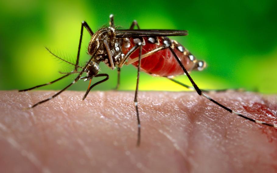 Scientists at the University of Florida have developed a device for the military that can be hung at the entrance of a tent and repel mosquitoes for a month.