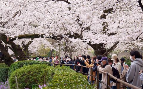 予報士は、日本の桜の伝統が平年を上回ると予測している