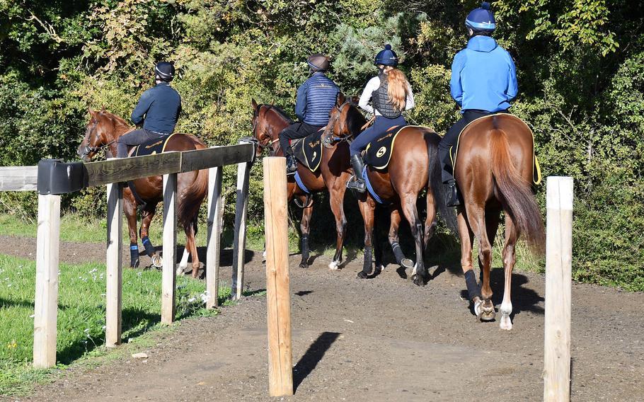 Young racehorses are taken to the training grounds in Newmarket, England, on Oct. 11, 2022.  