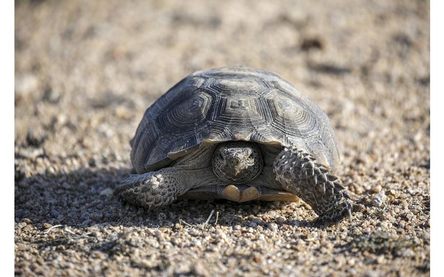 A desert tortoise on the move in the Desert Tortoise Research Natural Area on Oct. 10, 2022, in California City, California. 