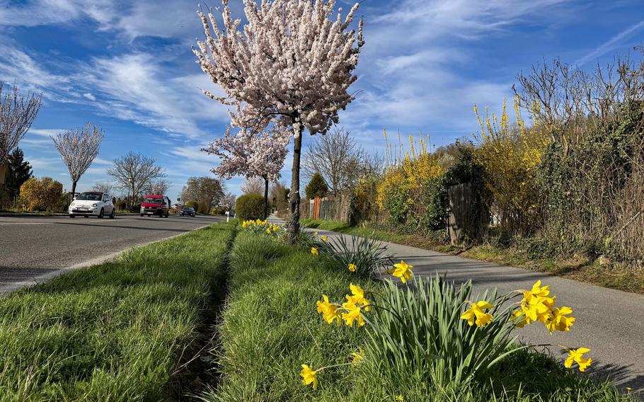 Flowers and trees are in full bloom along the Bergstrasse, between Heppenheim and Weinheim. Protected from easterly winds by the Odenwald hills, trees and flowers bloom earlier on the Bergstrasse than in most parts of Germany.