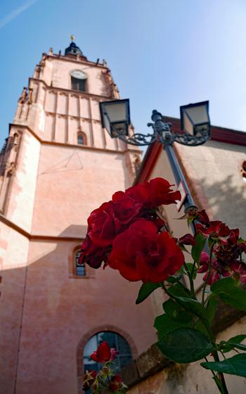 Roses grow in front of a church.