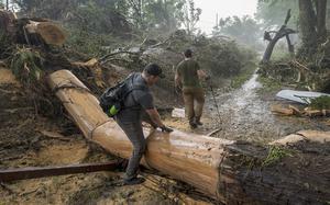 A man stepping over a fallen tree.