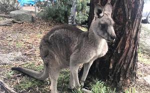 A kangaroo considers its next move in Halls Gap, Australia, on July 25, 2025. 