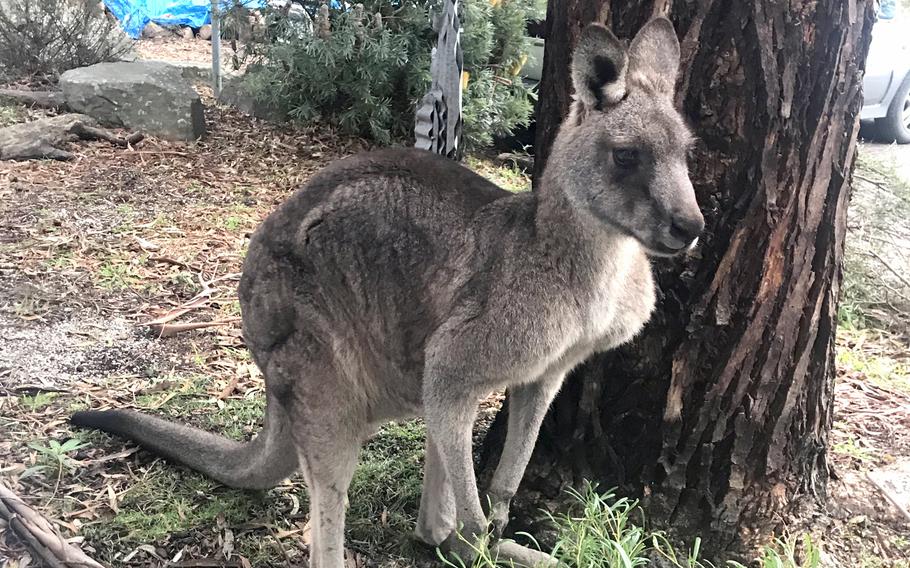 A kangaroo stands by a tree.