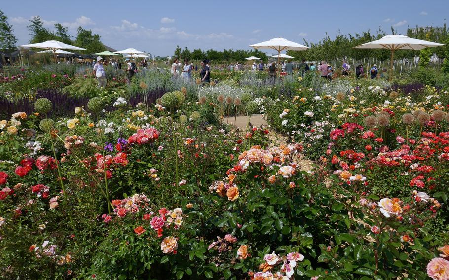 The rose garden is one of many flower gardens at the Bundesgartenschau, or BUGA in Mannheim, Germany. The federal horticultural show runs until Oct. 8, 2023.